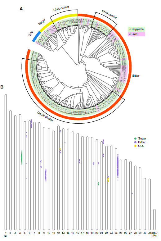 Maximum-likelihood phylogenetic analysis of GR genes