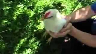 The Chicken's Head doesn't Move!  1 .mp4