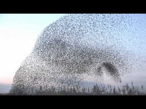 starlings murmuration