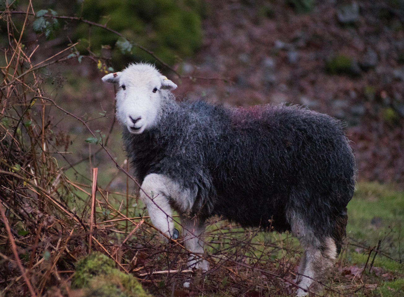 Candid Sheep