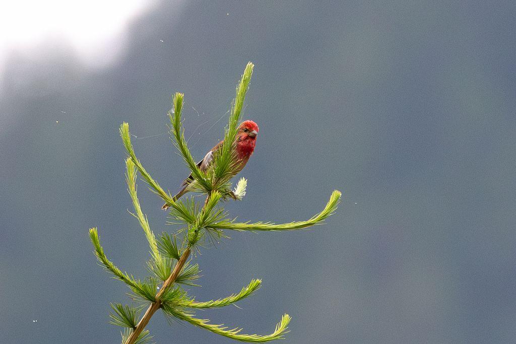 Carpodacus erythrinus