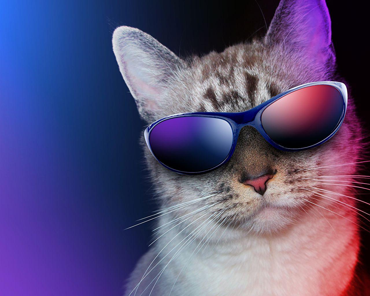 Cat with sunglasses because it's rad