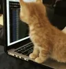 Cat Coding GIF via www.reddit.com