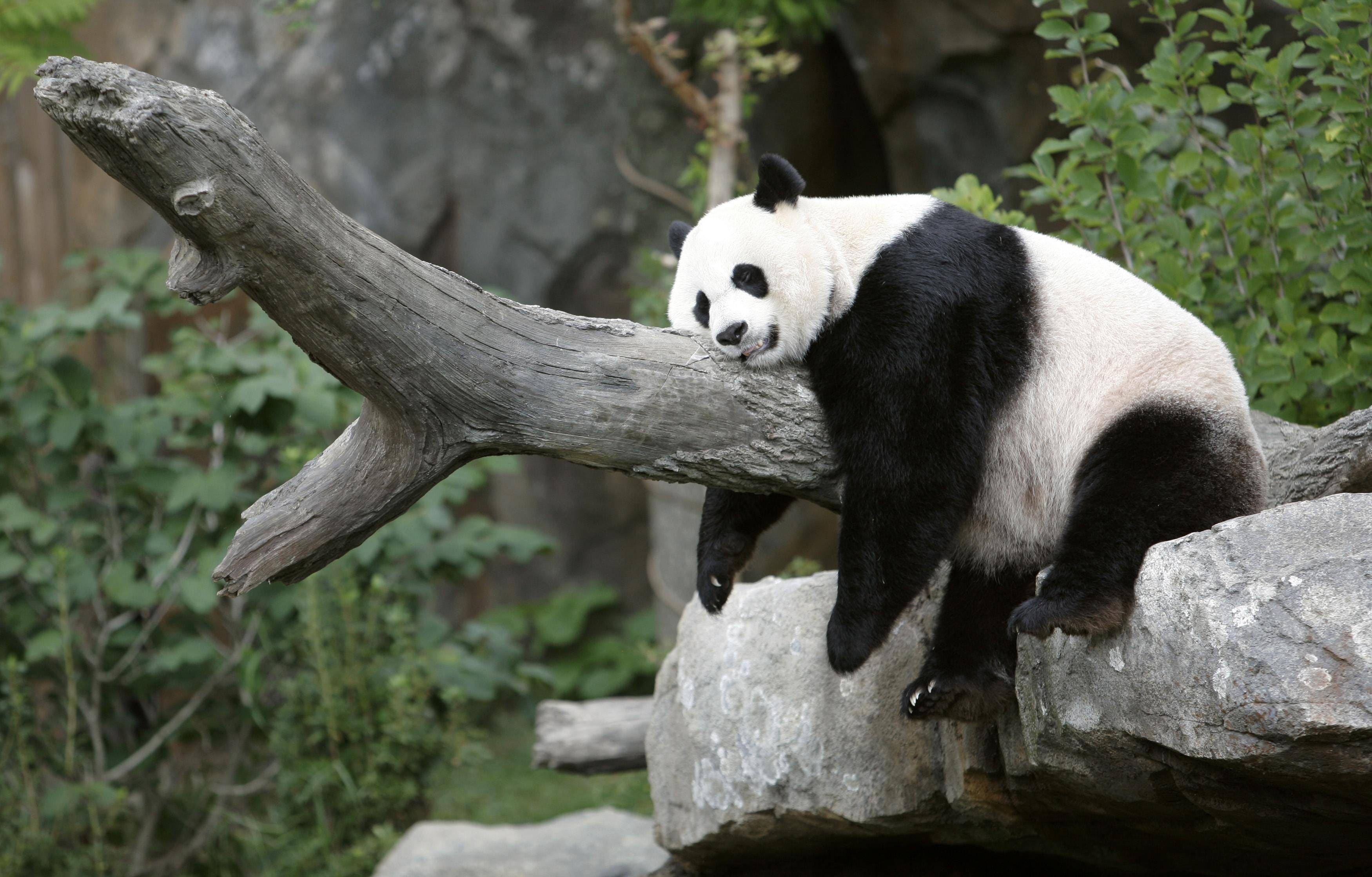 lazy panda