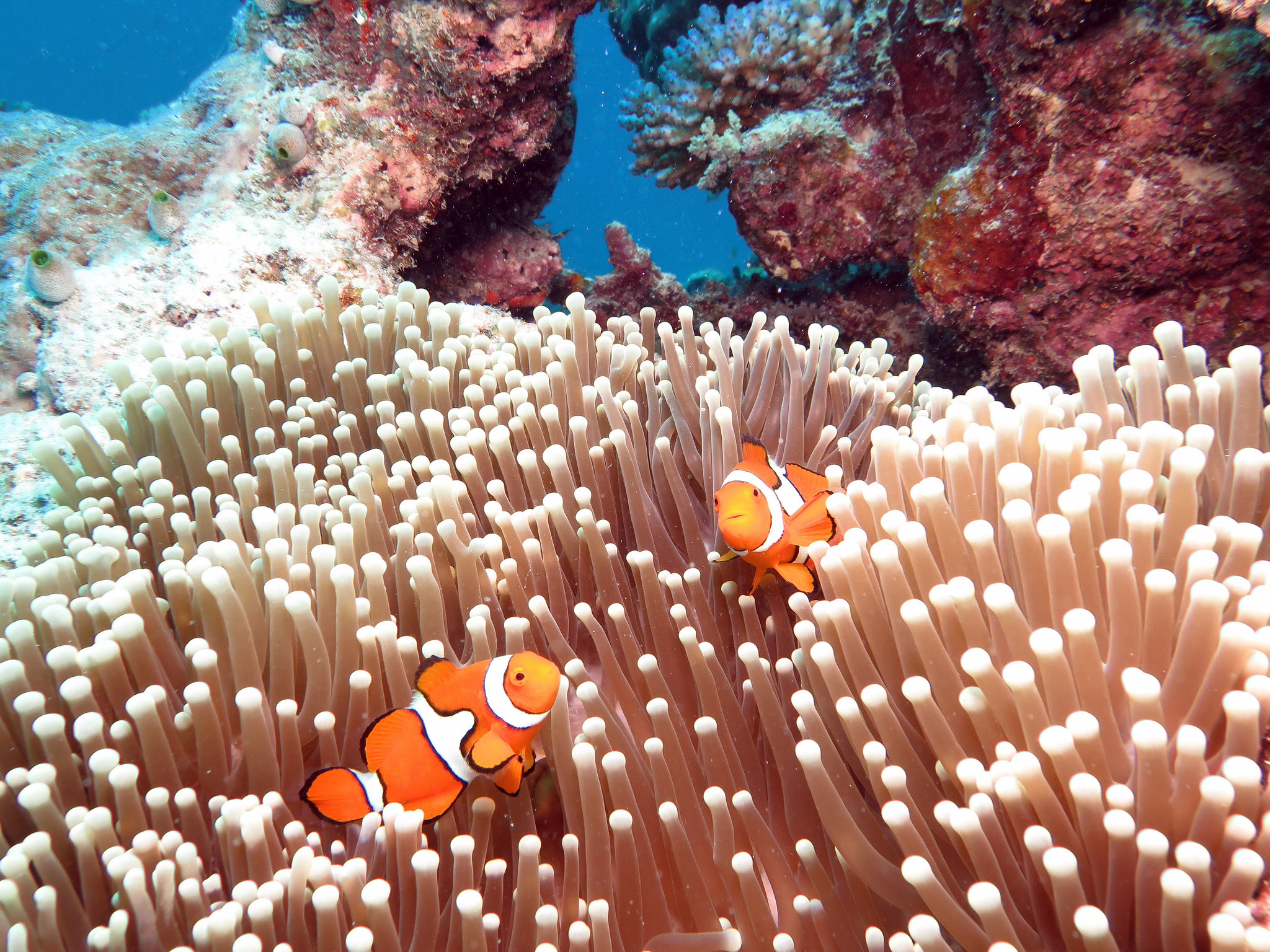 Great Barrier Reef