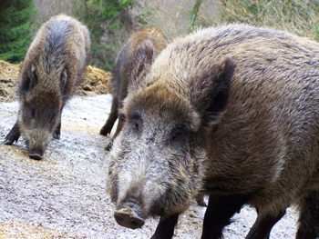 Truffle pigs