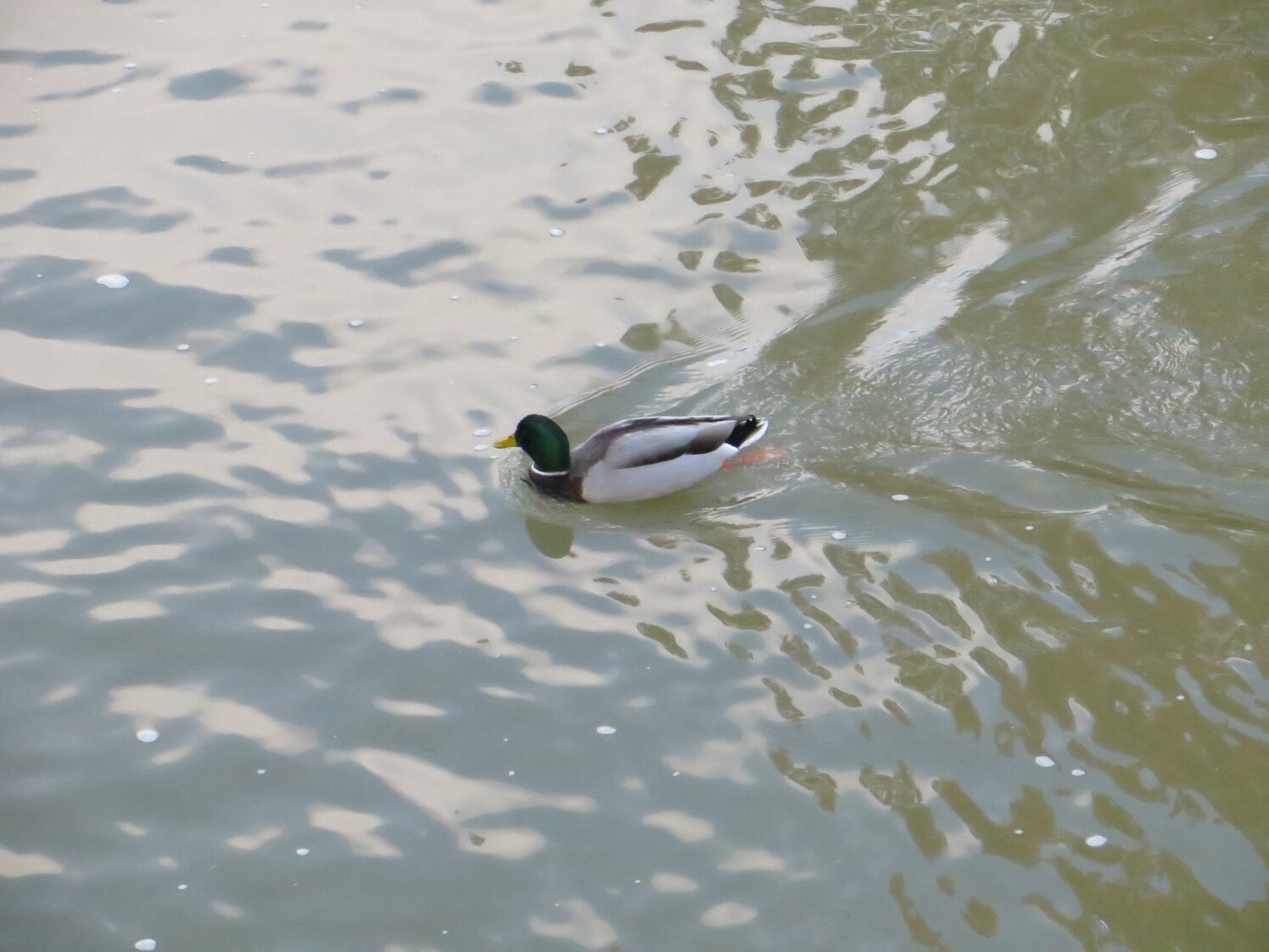Duck