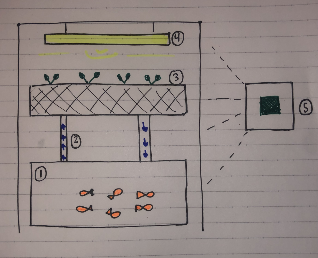 Basic design sketch of aquaponic system