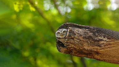 Big stare for a little owl