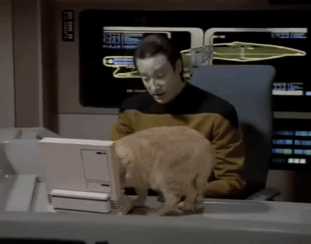 Data and a Cat