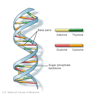 dna structure