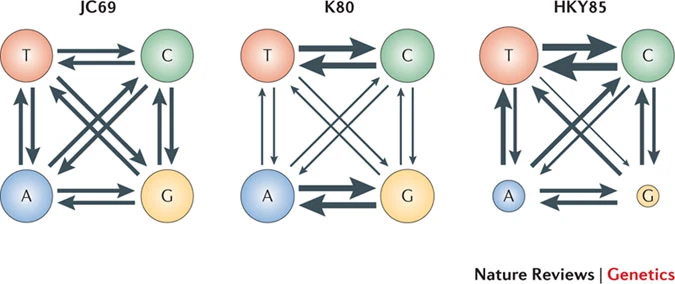 Substitution model representation