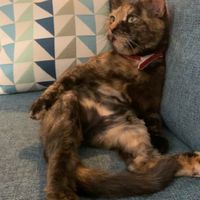 Random cat