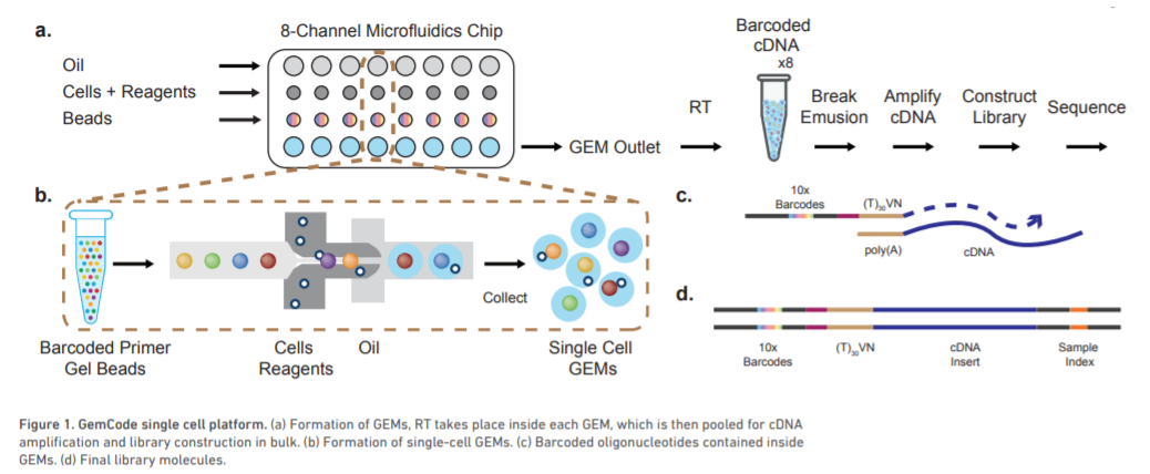 GemCode single cell platform