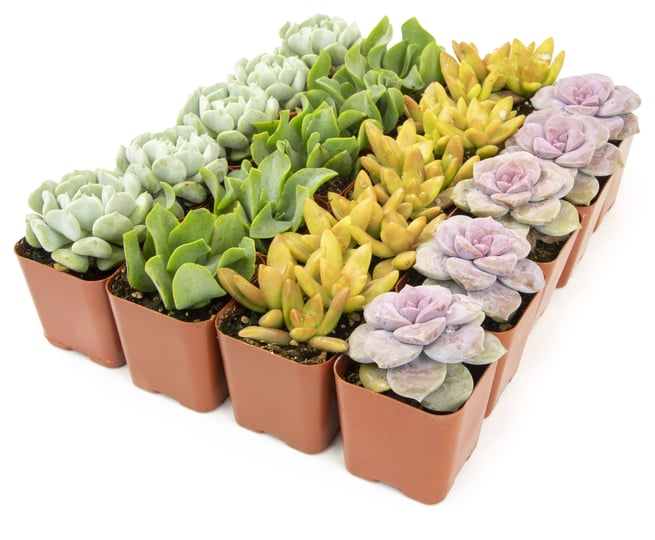 element-2in-assorted-succulent-plants-20-pack-1