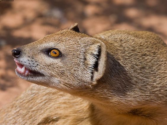 mongoose