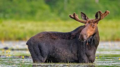 https://cn.bing.com/th?id=OHR.MooseWatching_ZH-CN9115714564&w=384&h=216