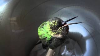 Sleeping hummingbird "snores" in Peru