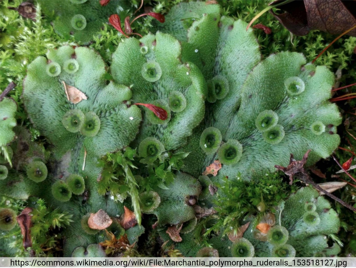 MIXTA-MYB in _Marchantia polymorpha_ (Tweet #66)