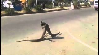 Calangos Brigando nas Ruas de Belem