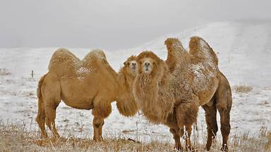 https://cn.bing.com/th?id=OHR.BactrianCamels_ZH-CN1072425996&w=384&h=216