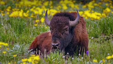 Male American bison in Yellowstone National Park, Wyoming (© Donyanedomam/Getty Images)