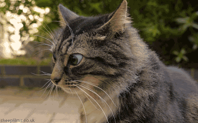 shifty cat gif