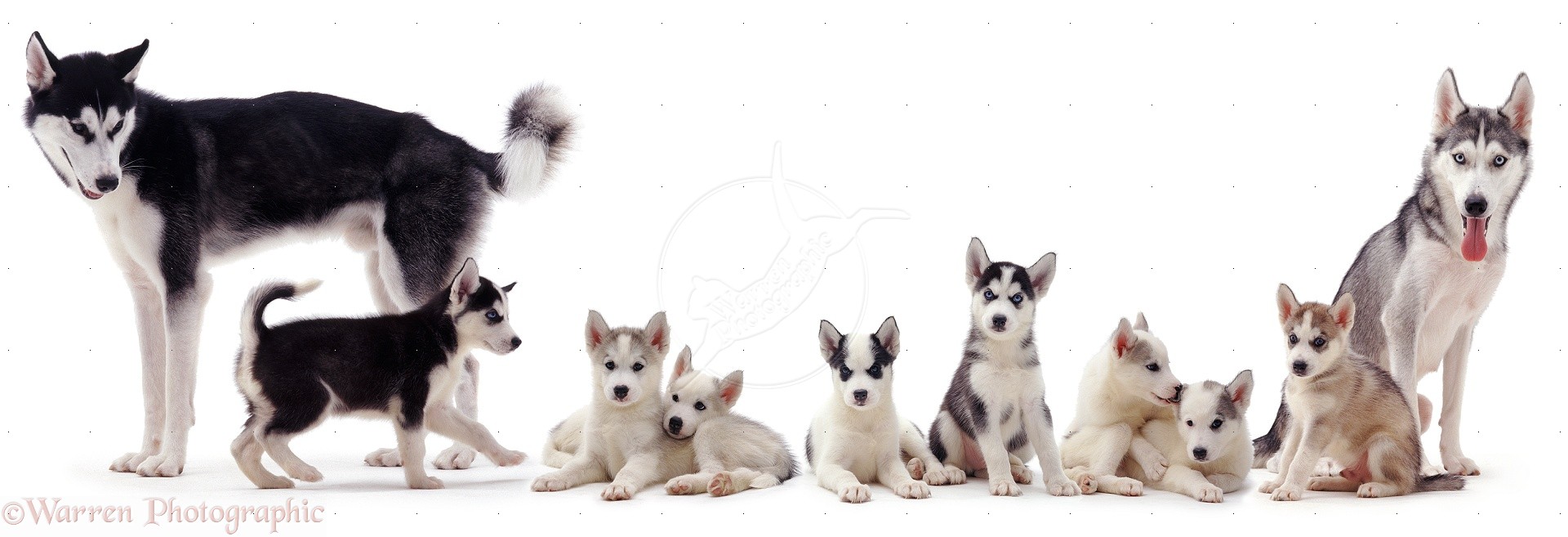 husky family