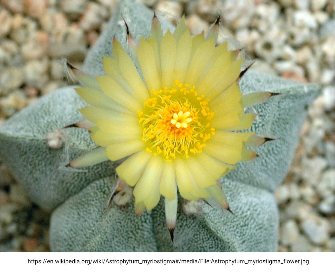 Artificial producation of anthocyanins in the betalain-pigmented cactus (Tweet #29)