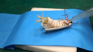 Inflation of androconial organs in male moth