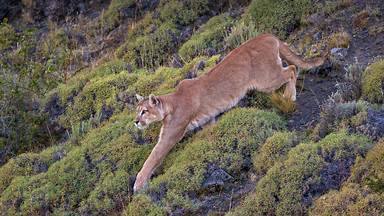 Puma in Torres del Paine National Park, Patagonia, Chile (© Ingo Arndt/Minden Pictures)