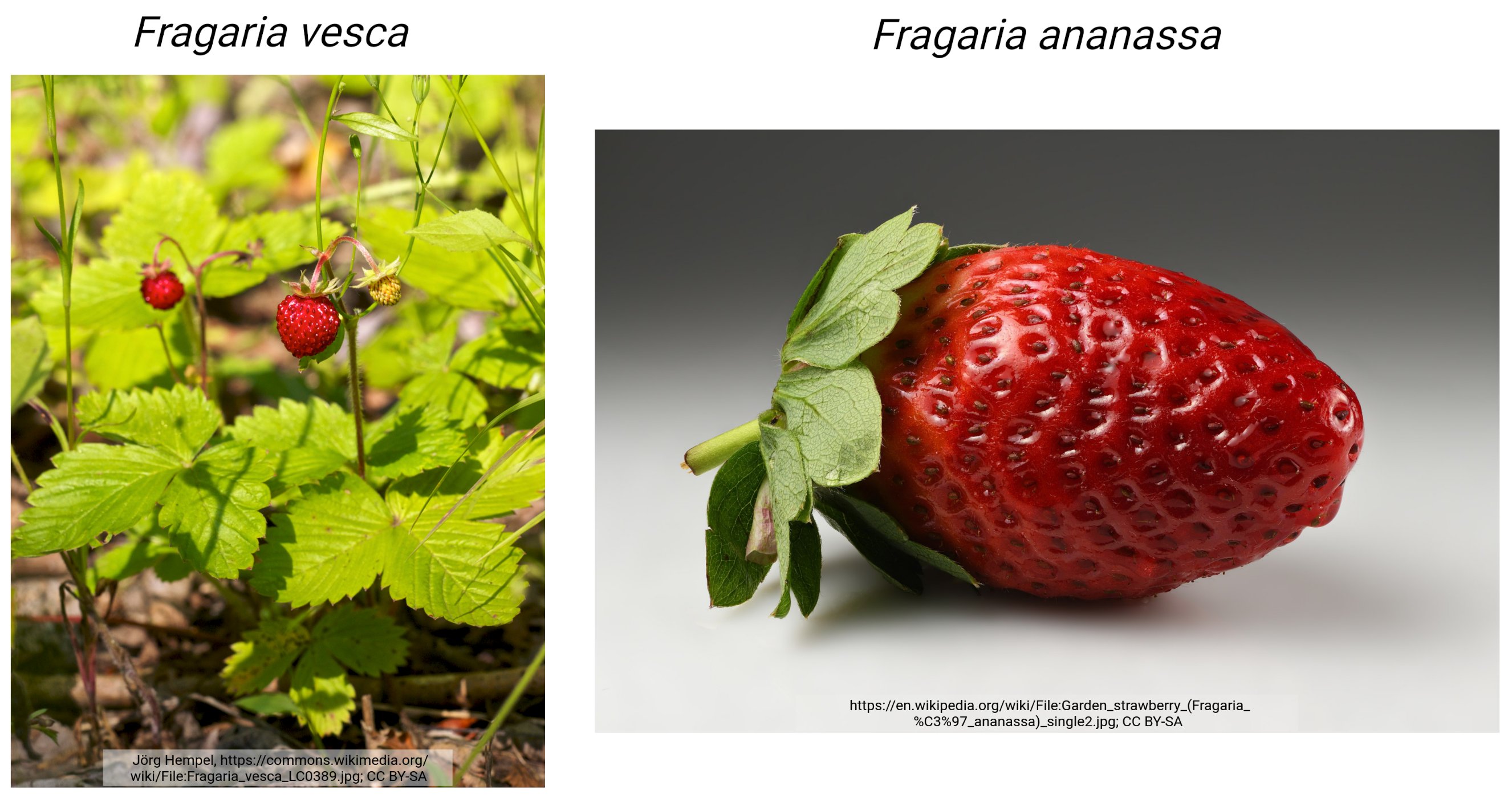 Two strawberry DFRs show substrate specificity differences (73)