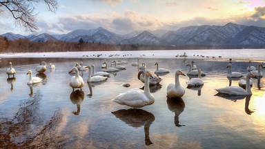 Whooper swans in Lake Kussharo, Japan (© Darrell Gulin/DanitaDelimont.com)