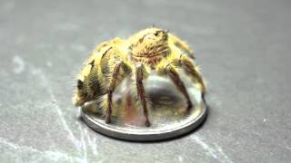 BIGGEST JUMPING SPIDER  Female : Hyllus diardi 18mm 