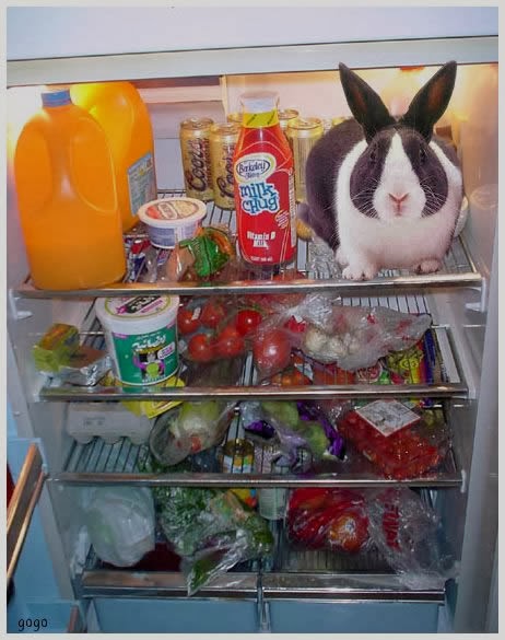 Dirty Fridge