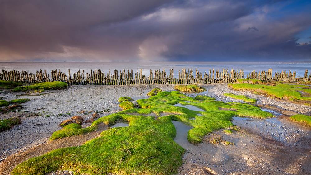 Wadden Sea coast, near Moddergat, Friesland, Netherlands (© Ron ter Burg/Minden Pictures)