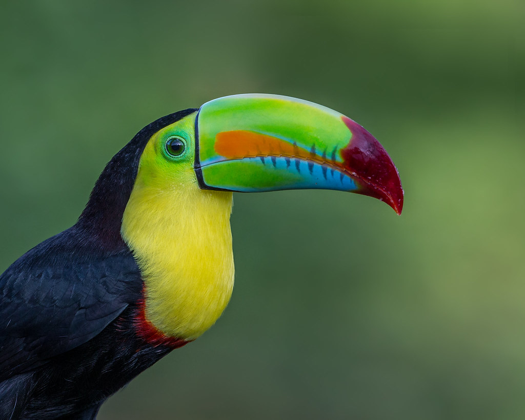 Image of Toucan