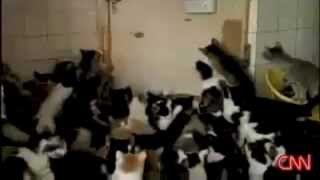 CAT MOSH PIT