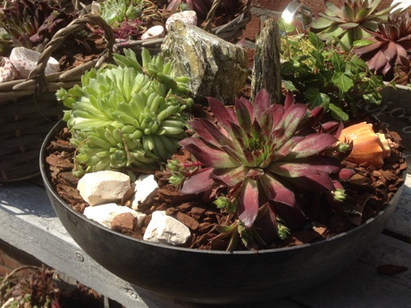 Succulents planted in a metal bowl