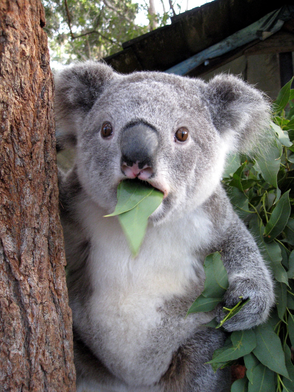 Koala Image