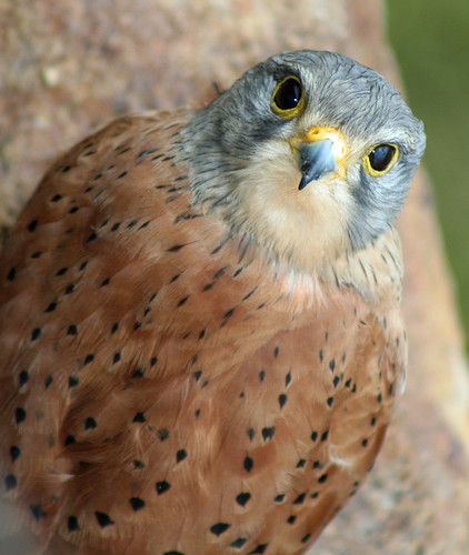 Kestrel (c) 2006 Ian Turk, some rights reserved