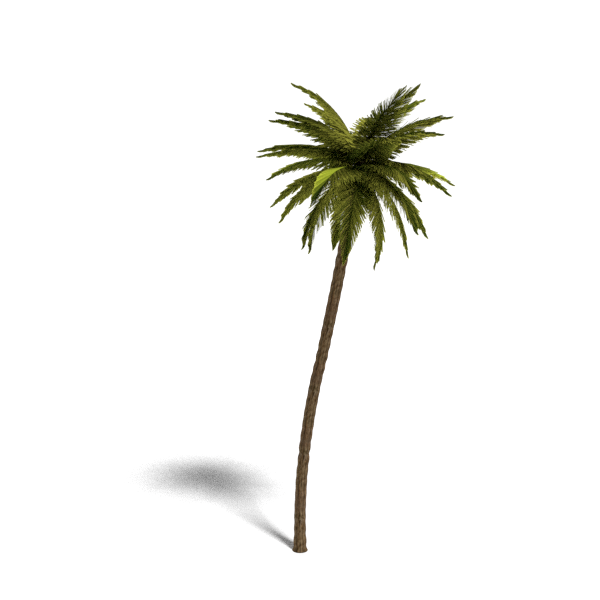 palm