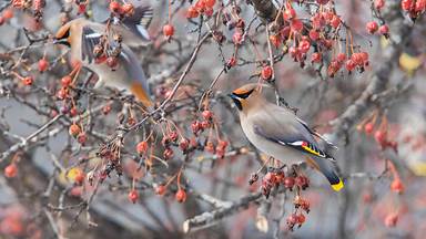 https://cn.bing.com/th?id=OHR.WinterWaxwing_ZH-CN9435499385&w=384&h=216