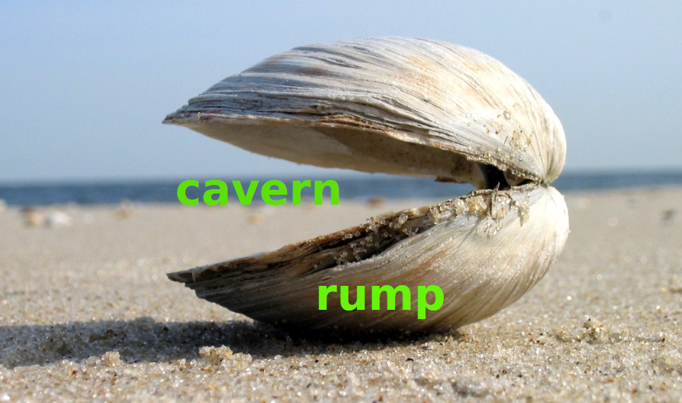 An empty clam shell slightly opened, photographed on a sandy beach with the ocean and the clear sky as a background.