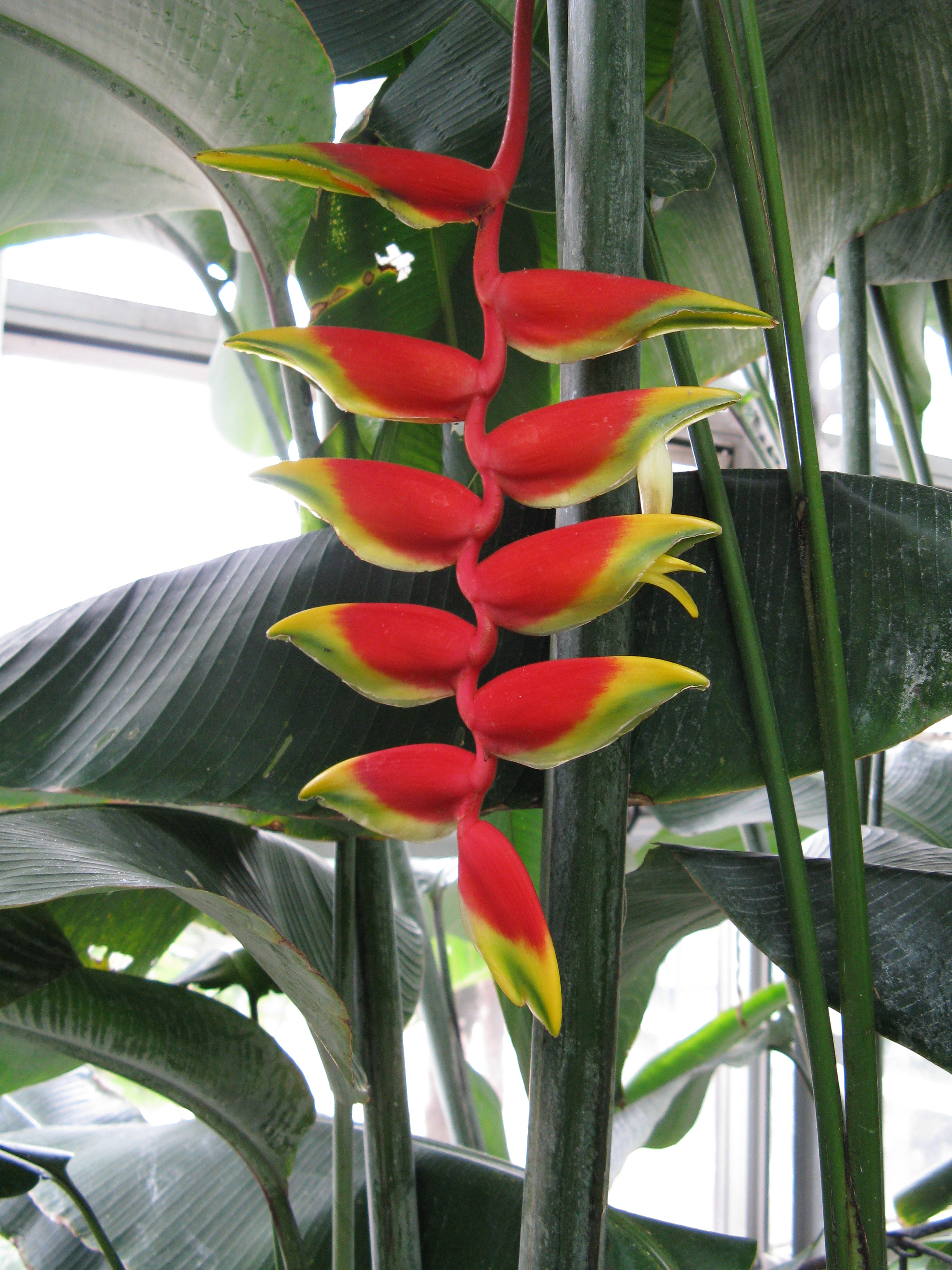 heliconia