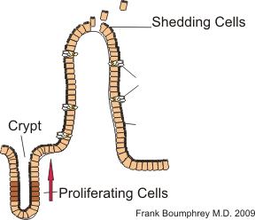 epithelial