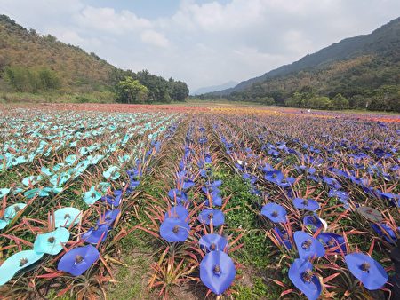 屏东县政府为推广185县道（沿山公路）观光，3月至5月推“185沿山旺来双层巴士”活动，每周六日带游客走访185县道，逛农夫小学市集，欣赏沿线凤梨彩帽田。