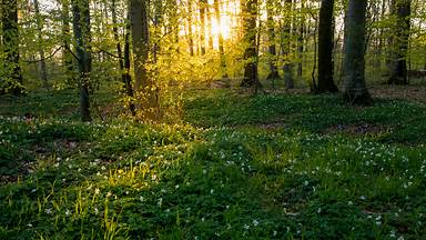 Beech trees and wild anemones, Jutland, Denmark (© Nick Brundle Photography/Getty Images)