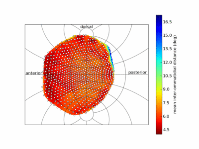 Data of Buchner showing the eye map of Drosophila melanogaster eye map overlaid on a colormap showing interommatidial distance averaged over each ommatidium's nearest neighbors. (This image was generated using the make_buchner_interommatidial_distance_figure.py script included in the package.)