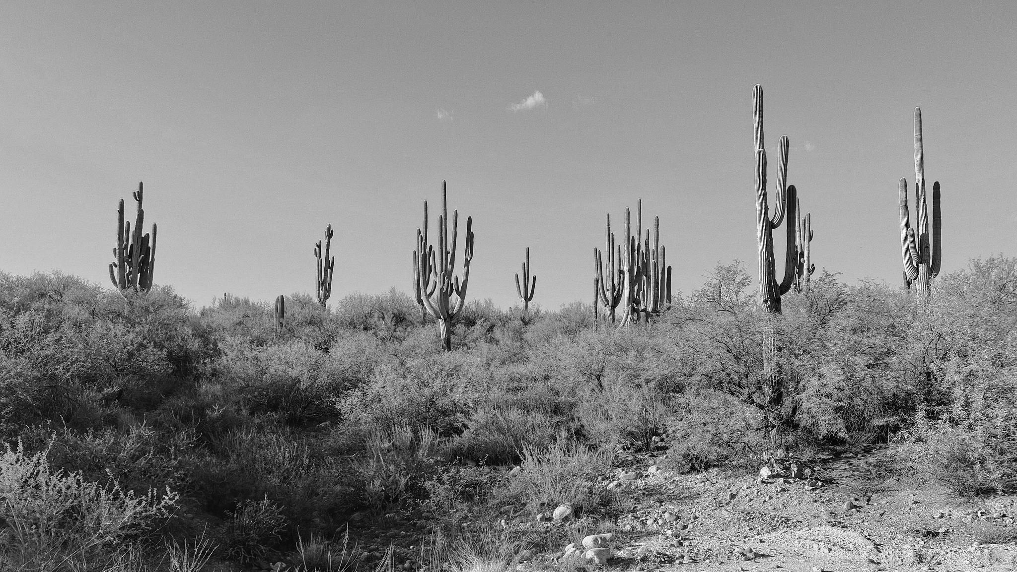 cacti